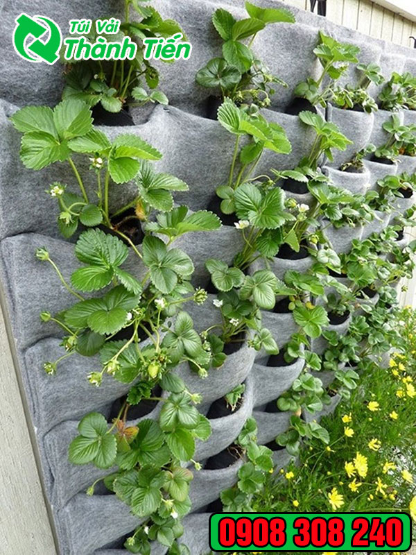 Mẫu túi vải trồng cây treo tường